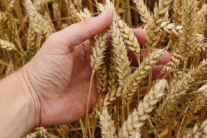 wheat-hand-300x200-300x200